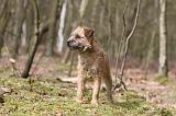BORDER TERRIER 037